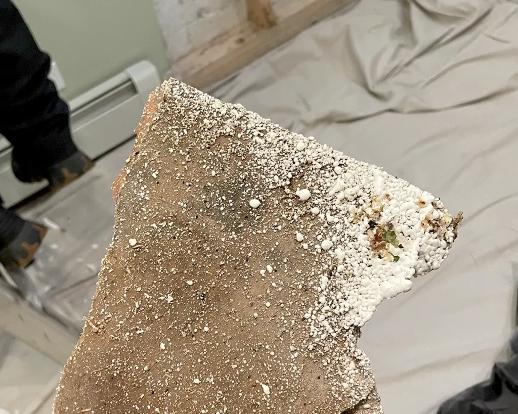 mold type on drywall